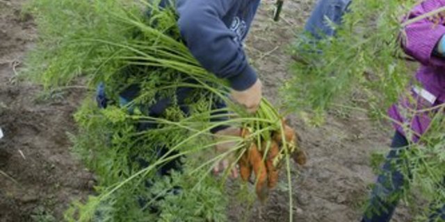 Der Liebegger Tag brachte der Bevölkerung die Landwirtschaft näher. (Bild: LZ Liebegg)