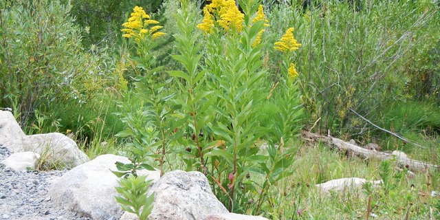 Die Goldrute ist invasiv und breitet sich gerne an Bahndämmen aus. (Bild: Matt Lavin/CC BY-SA 2.0)