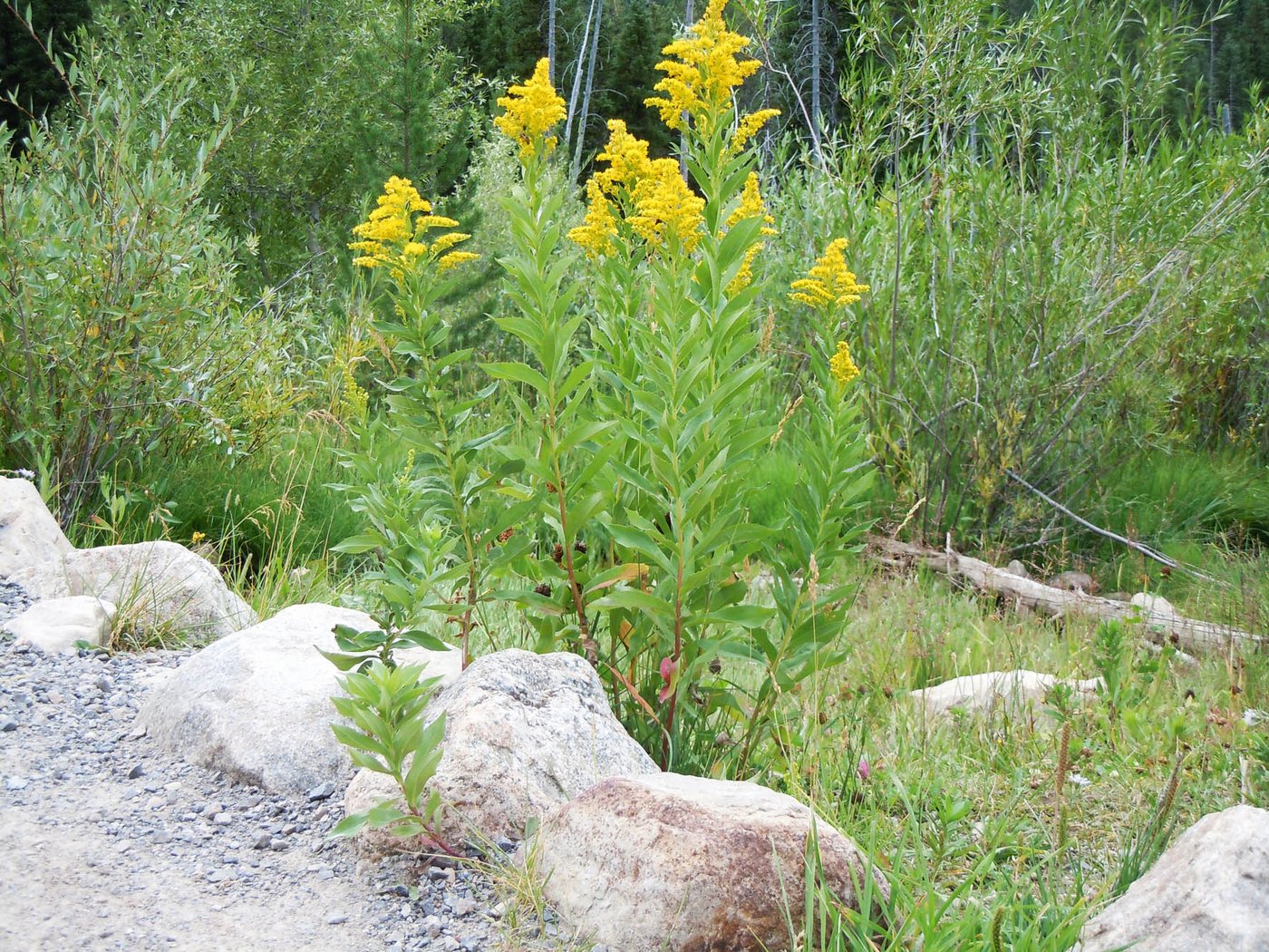 Die Goldrute ist invasiv und breitet sich gerne an Bahndämmen aus. (Bild: Matt Lavin/CC BY-SA 2.0)