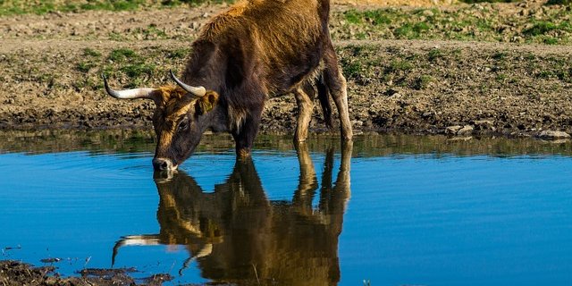 19 Heckrinder wie dieses wurden 2015 im Naturschutzgebiet freigelassen. (Symbolbild Pixabay)