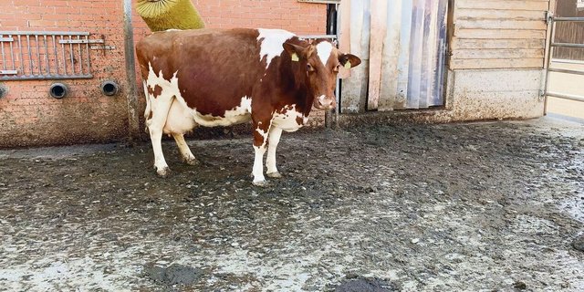 Hier ist offensichtlich: Der Laufhof wird benutzt. Nicht selten zweifeln aber Kontrolleure an, ob im Winter die Tiere wirklich in den Laufhof gelassen werden. 