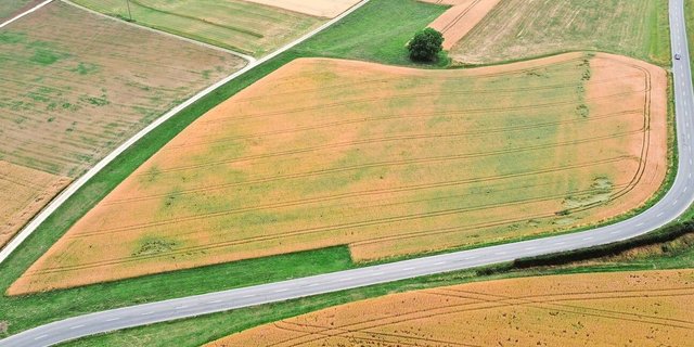 Diesem Weizen fehlt das Wasser: Die einsetzende Notreife der Pflanzen auf dem Luftbild veranschaulicht das unterschiedliche Potenzial innerhalb der Parzelle. 