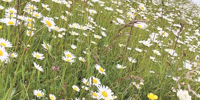 Nicht alle Biodiversitätsförderflächen weisen die erwünschte Qualität auf. Diese hier im Berggebiet wohl schon. (Bild Josef Scherer)