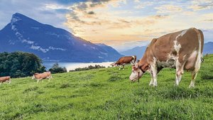 Das typische Idyll d Das typische Idyll der Schweiz, wie hier im Berner Oberland: Berge, Seen und grüne Wiesen auf denen Simmentalerkühe weiden. Bald soll es auch genetisch hornlose Schweizer Simmentaler geben.