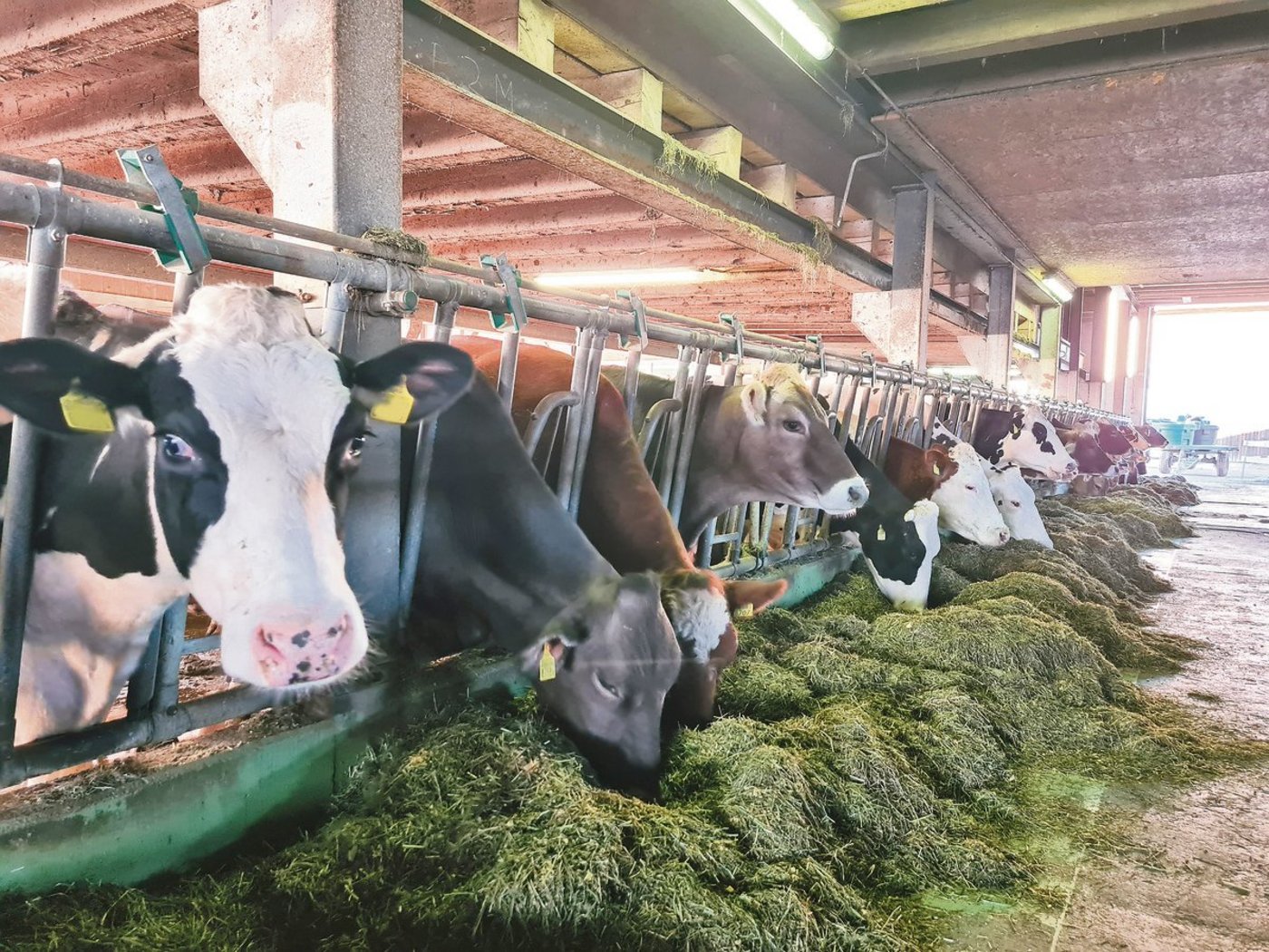 Für die Herde mit drei Rassen werden Leistungsziele definiert, die Milchleistung soll beispielsweise bei 8500 bis 9500 kg liegen. Auf Soja im Futter wird verzichtet.(Bild BBZN Hohenrain)