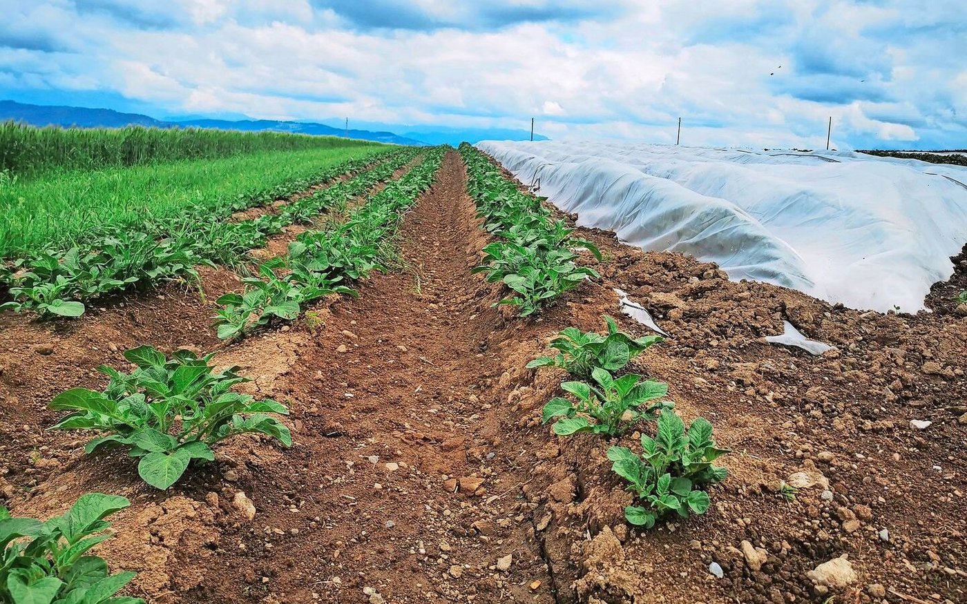 Bereits sind erste Kartoffeln erntebereit.