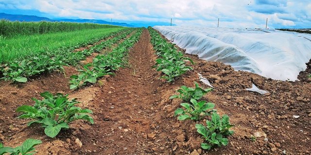 Bereits sind erste Kartoffeln erntebereit.