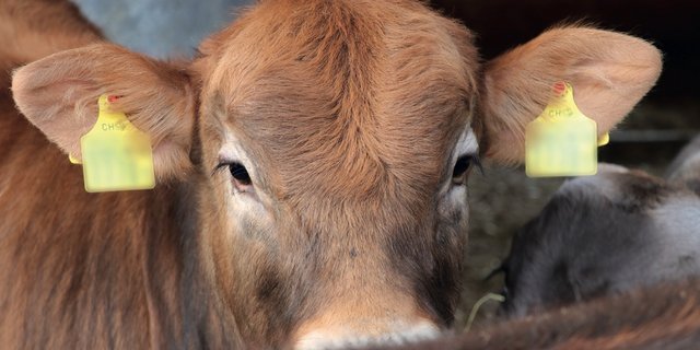 Für eine erfolgreiche Mast oder Aufzucht müssen die Tiere gesund sein. Ein Vorsorgeuntersuch reduziert Folgekosten. Bild: BauernZeitung/Ruth Aerni