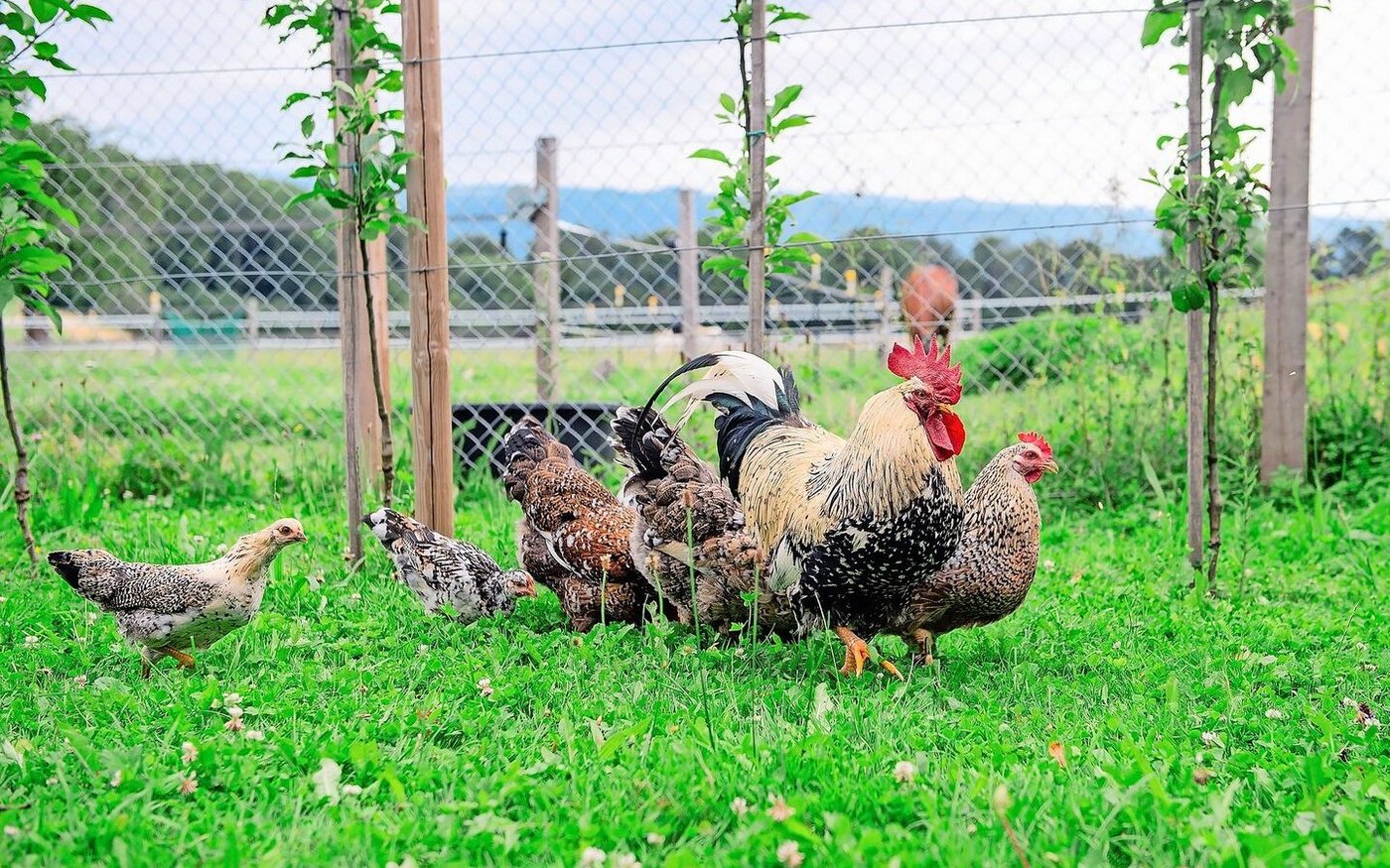Loki, der stolze und sehr umgängliche Hahn, mit seiner bunten Hühnertruppe in der Niederstammanlage. Im Hintergrund die Pferdeweide.