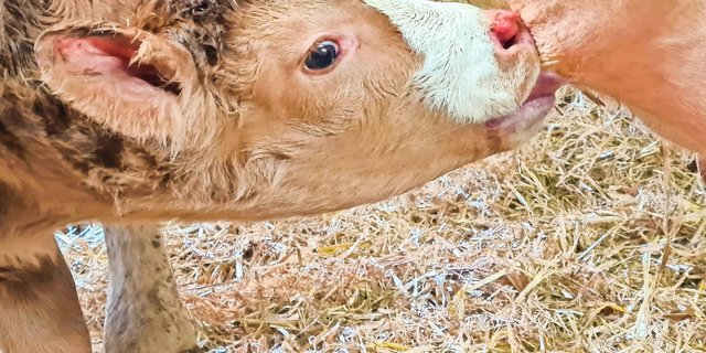 Nach der Geburt sollte das Kalb innert zwölf Stunden mindestens eine halbe Stunde an der Mutter trinken.