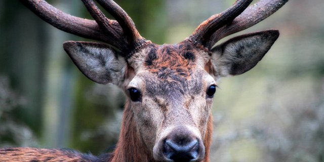 Der Kanton Wallis will nun in einigen Regionen, in denen die Abschussvorgaben klar nicht erfüllt wurden, eine zweite Jagd auf das Rotwild durchführen. (Symbolbild Pixabay)