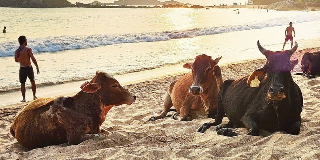 Indische Kühe am Strand. Was für schweizerische Verhältnisse undenkbar wäre, ist in Indien Alltag. Zum Melken werden die Tiere nach Hause getrieben, sonst bewegen sie sich komplett frei im ganzen Land verteilt. 