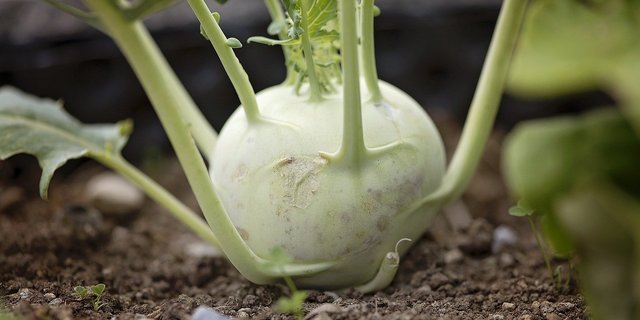 Roh, gekocht, gefüllt, grün oder violett – Kohlrabi sind ein vielseitiges Frühlingsgemüse. (Bild Pixabay)