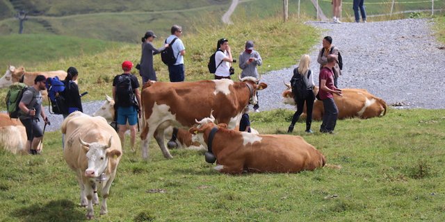 Mitten in den Kühen schiessen Reisende tolle Bilder. (Bild Romü)