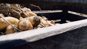 Die Schilf-Glasflüge Die Schilf-Glasflügelzikade wurde in Deutschland in Kartoffeln entdeckt. Sie sei mitverantwortlich für Welkekrankheiten.
