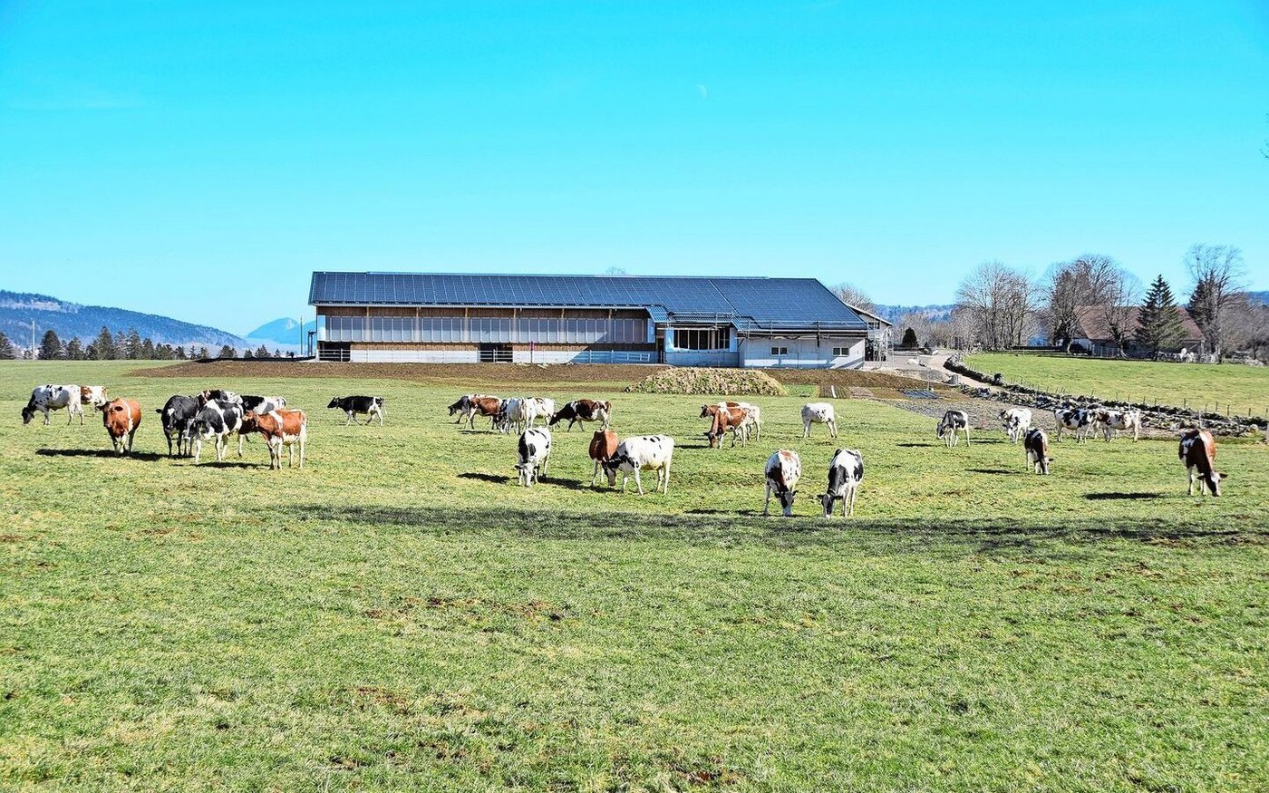 Der neue Laufstall passt sich perfekt in das Landschaftsbild ein. Die Kühe geniessen das warme Wetter, bevor es heisst: Zum ersten Mal in den neuen Stall hinein. 