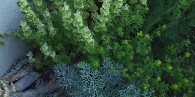 Wunderbares Farbenspiel entlang der Hausmauer: Staudenbepflanzung in Grün-Gelb und Silberblau. (Bild Ruth Bossardt)