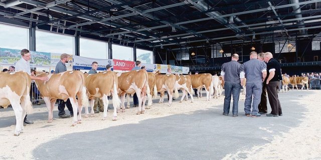 Ihren prüfenden Blicken entgeht kein Detail: Die Richter mussten aus allen Tieren die Besten auswählen. Angesichts der hohen Qualität keine einfache Aufgabe.
