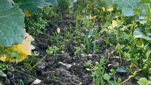 Winterweizen im 3-Bl Winterweizen im 3-Blatt-Stadium zwischen den Rapsreihen. Auf zwei von drei Versuchsparzellen konnte sich das Getreide dieses Jahr gut etablieren.