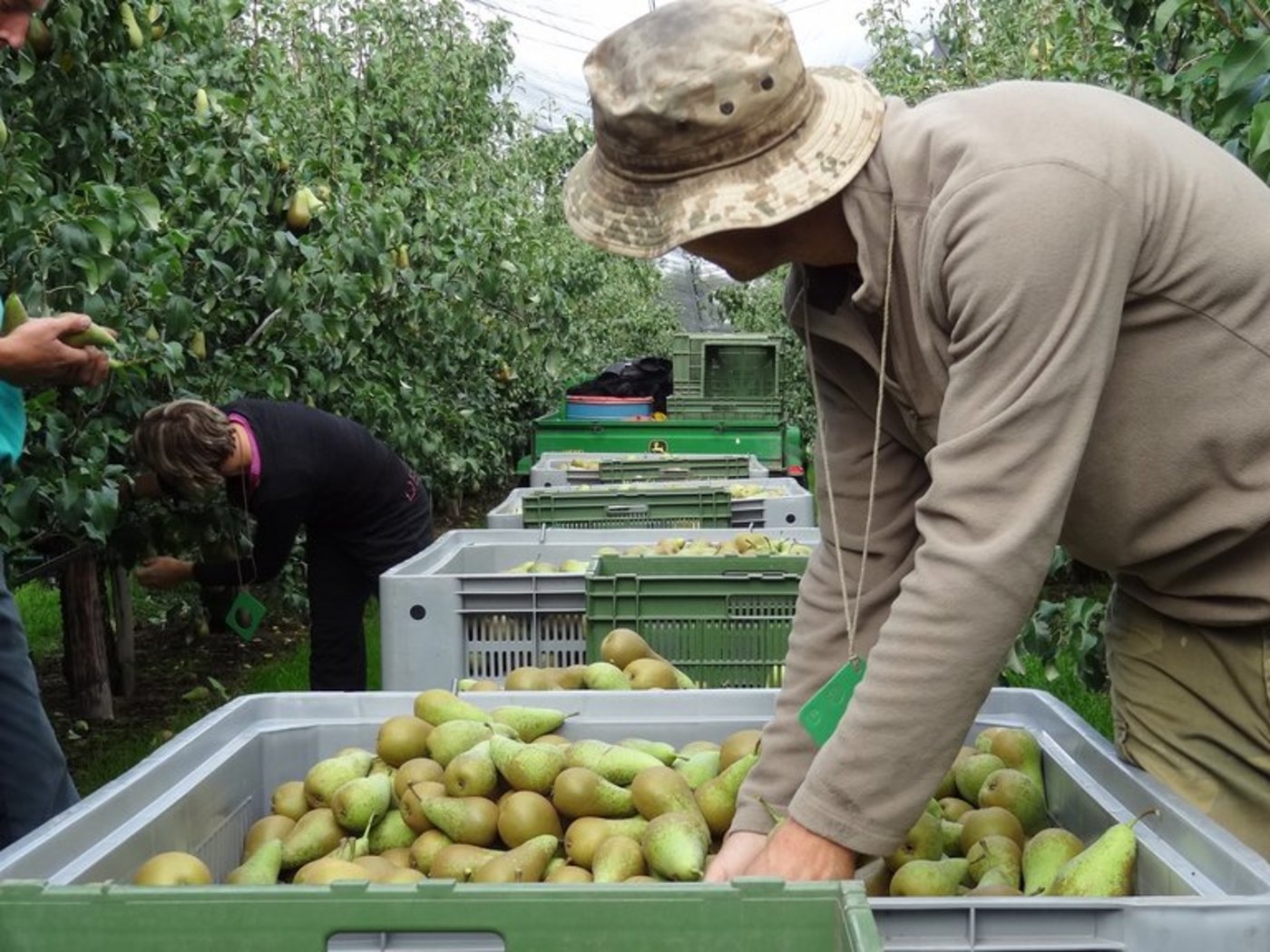 Der vorgeschlagene Verzicht auf "besonders gefährliche" PSM hätte laut Obstbauverband unannehmbare Folgen, da die meisten PSM darunter fallen würden. (Bild ji)
