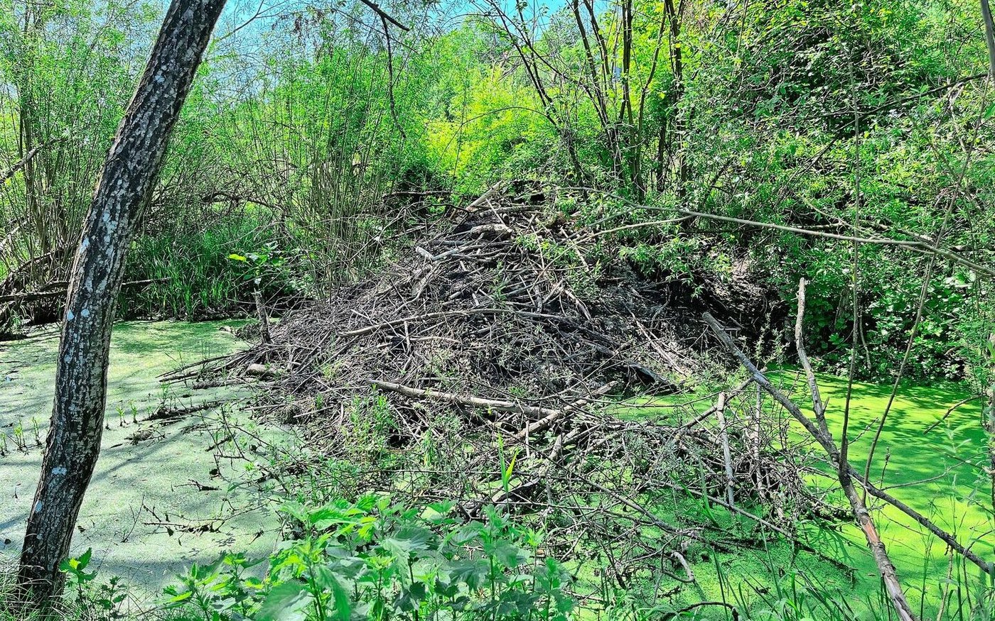 Biber errichten teils beeindruckende Dämme und stauen so das Wasser auf, um den Eingang ihrer Wohnkessel dauerhaft unter der Oberfläche zu halten. Das schafft nebenbei einen diversen Lebensraum. 