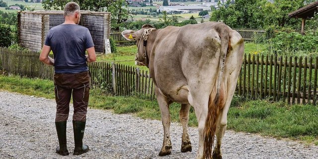 Die Kuh ist lahm; darf sie transportiert werden? Nicht selten ist die Antwort auf diese Frage ein Abwägen. Auch Tierärzte zeigen Unsicherheiten. 