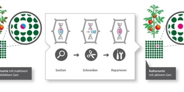 Mit Crispr-Cas lassen sich Gene punktgenau aus Organismen herausscheiden. (Grafik transgen.de)