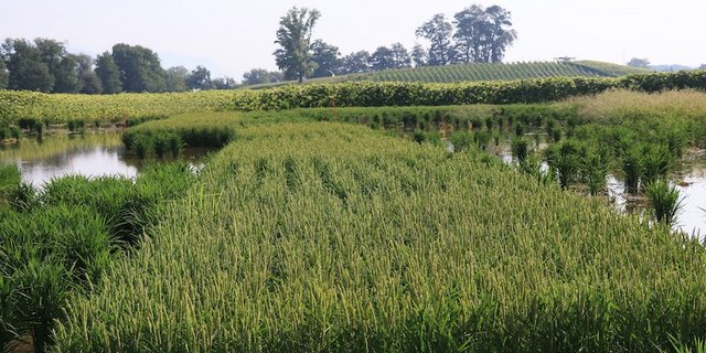 Ein Feldversuch in Schwadernau BE. (Bilder Kathrin Hartmann/Agroscope)