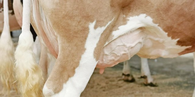 Streptococcus uberis hat sich zum wichtigsten Euter-Erreger entwickelt. Nun soll ihm eine Impfung an den Kragen.(Bild sb)