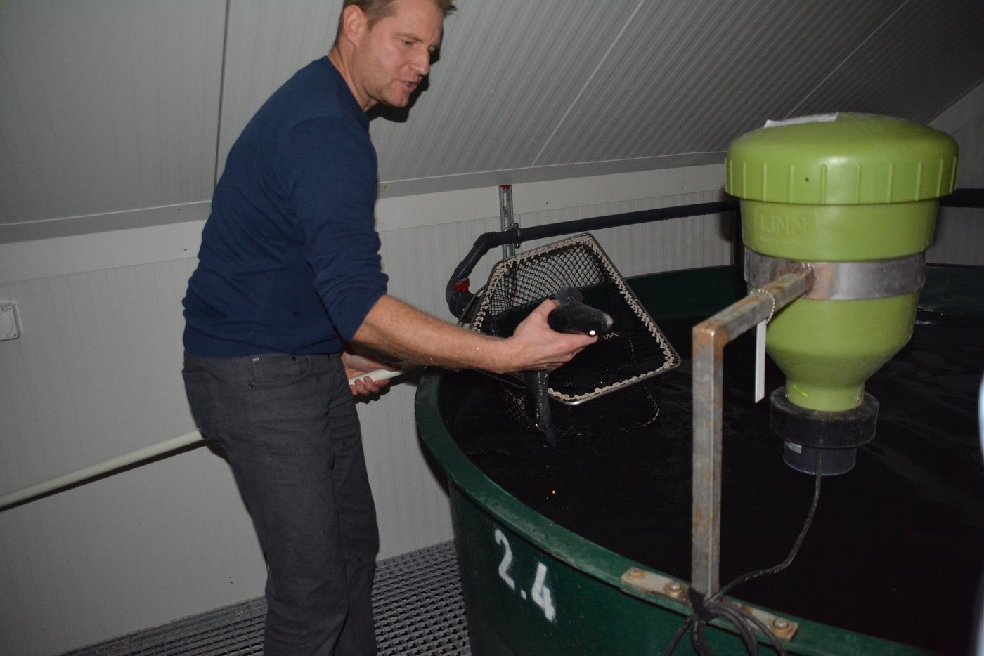 Christian Steiger mit einem schlachtreifen Zander in der Fischmastanlage Chapf in Büron. (Bild js)