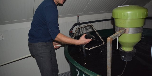Christian Steiger mit einem schlachtreifen Zander in der Fischmastanlage Chapf in Büron. (Bild js)