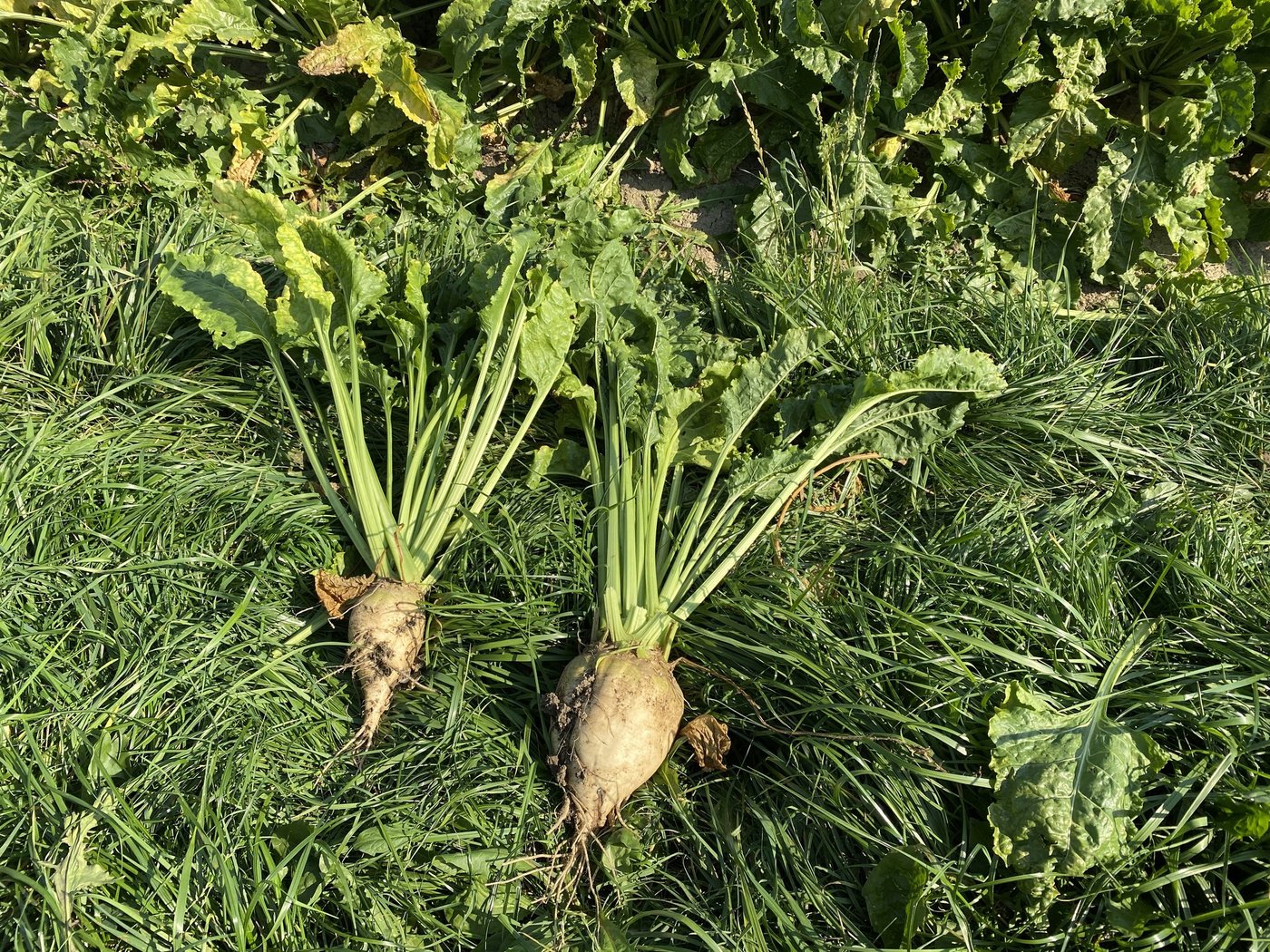 Die Viröse Vergilbung hat vor allem in der Westschweiz zu Ertragsverlusten bis zu 50 Prozent geführt. Im Bild links: Eine infizierte Zuckerrübe mit einer deutlich geringeren Grösse. Ist die Viruslast noch auf einem tiefen Niveau, können die zwei neuen Blattbehandlungsmittel gegen die Überträgerin, die Grüne Pfirsichblattlaus, gut helfen. (Bild ke)