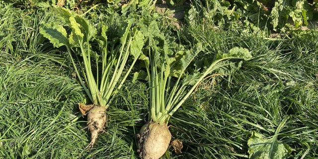 Die Viröse Vergilbung hat vor allem in der Westschweiz zu Ertragsverlusten bis zu 50 Prozent geführt. Im Bild links: Eine infizierte Zuckerrübe mit einer deutlich geringeren Grösse. Ist die Viruslast noch auf einem tiefen Niveau, können die zwei neuen Blattbehandlungsmittel gegen die Überträgerin, die Grüne Pfirsichblattlaus, gut helfen. (Bild ke)