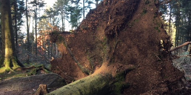 Entwurzelter Baum im Meggerwald LU. (Bild Josef Scherer)
