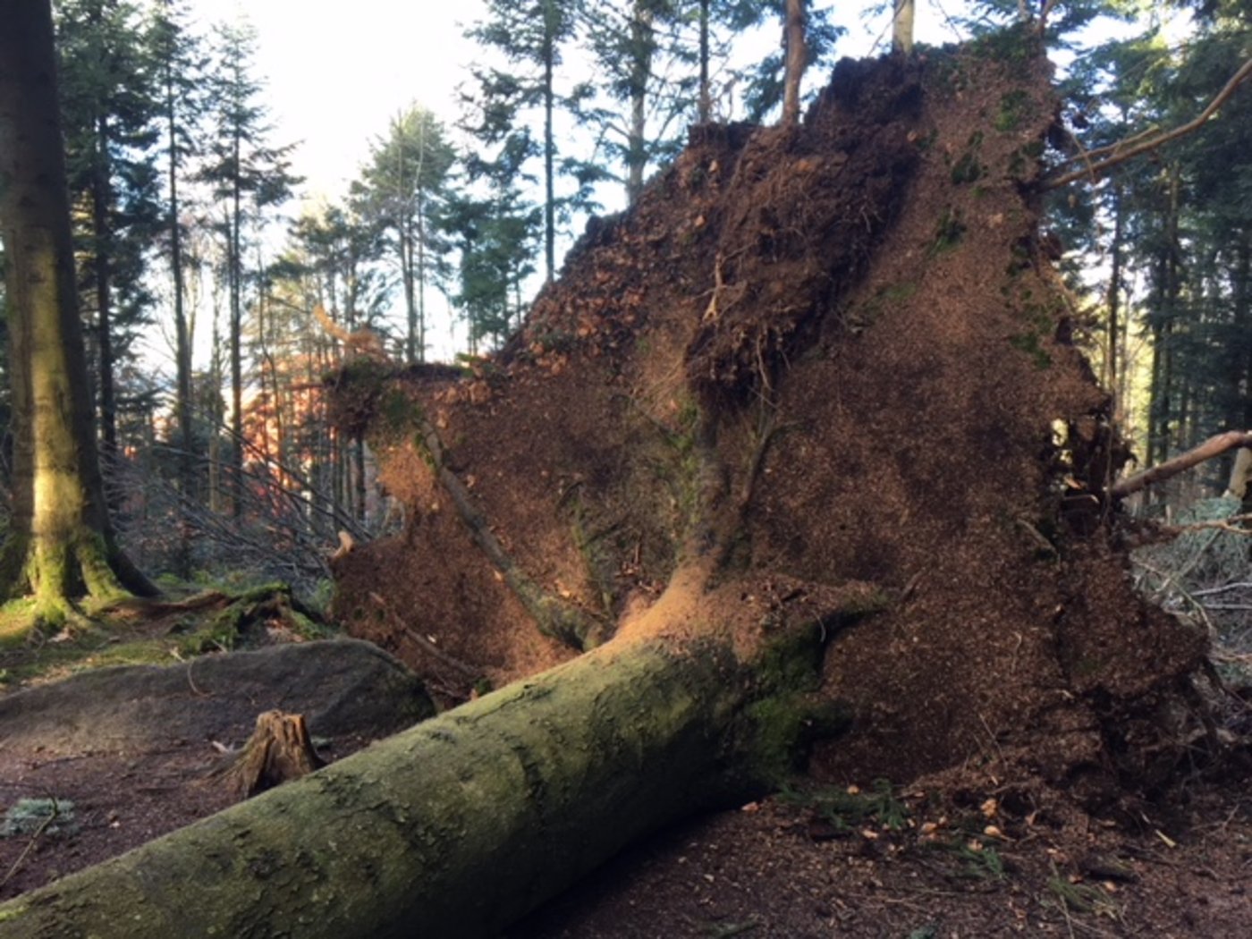 Entwurzelter Baum im Meggerwald LU. (Bild Josef Scherer)