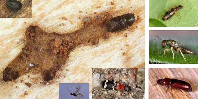 Der Buchdrucker (grosses Bild links) schafft mit seinen Bohrgängen Lebensraum für seine Feinde. Deren gibt es viele, die Bilder hier sind nur eine kleine Auswahl. (Bilder Beat Wermelinger /Waldentomologie WSL)