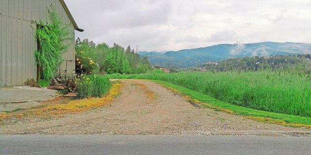 Klar verboten: Mit Herbizid abgespritzte Wegränder auf einem landwirtschaftlichen Hofareal.  