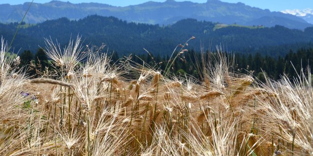 Bald steht die Gerstenernte an. Danach gilt es die passende Zwischenfrucht für sich zu finden. (Bild Aline Küenzi)