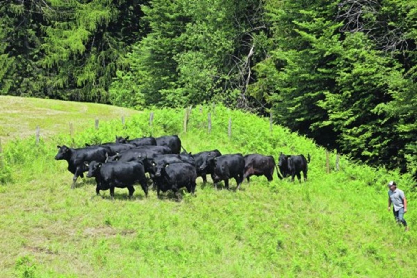 Eine staatliche Herde Black Angus. (Bild akr)