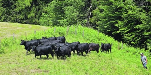 Eine staatliche Herde Black Angus. (Bild akr)