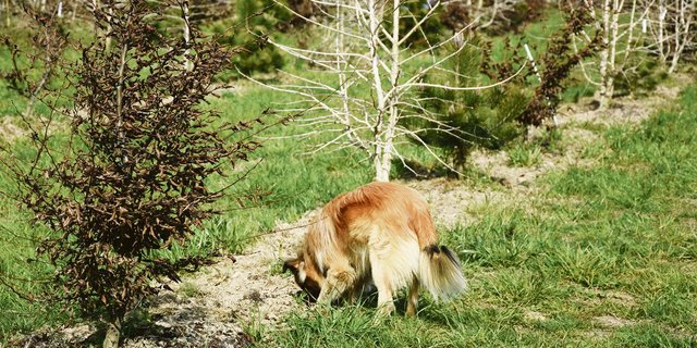 Hier darf er graben: Pyrenäenschäferhund «Milou» wird zum Trüffelhund ausgebildet und soll in Zukunft die Pilz-Ernte aus der Erde holen.(Bild  uok)
