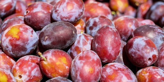 Die Zwetschge ist eine Unterart der Pflaume. (Bild pd)