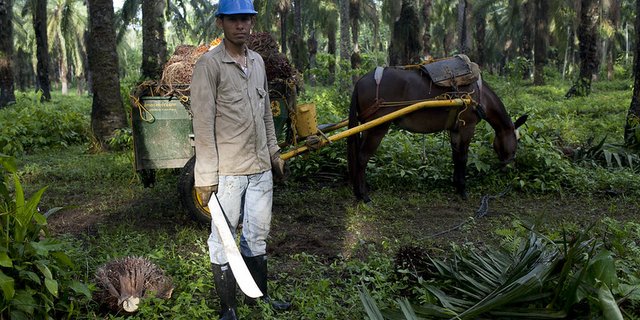 Je rund 30 Prozent der Palmölimporte stammen aus Malaysia und den Salomonen. Weitere Herkunftsländer sind Elfenbeinküste, Papua Neuguinea und Kambodscha. (Symbolbild Flickr / Solidarity Center)