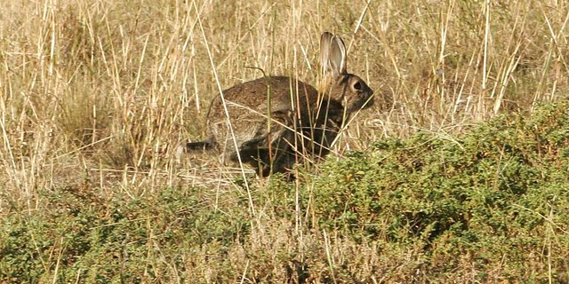 Wildkaninchen in Australien: Die Langohren zerstören Weiden, verursachen Erosion und fressen einheimischen Arten das Futter weg. (Bild Fir0002)