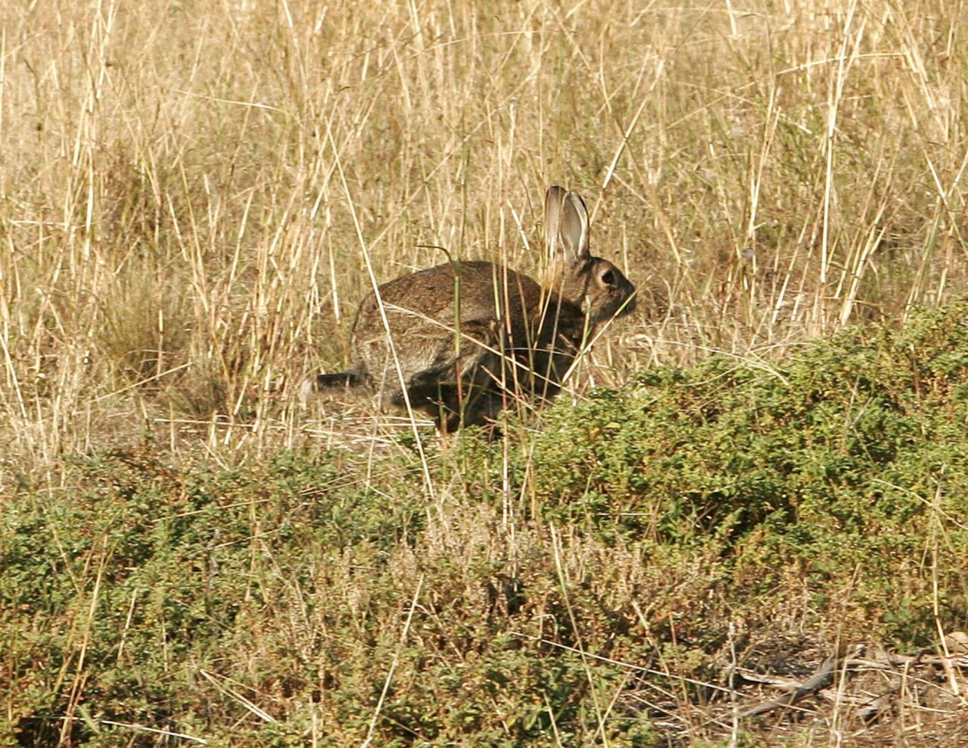 Wildkaninchen in Australien: Die Langohren zerstören Weiden, verursachen Erosion und fressen einheimischen Arten das Futter weg. (Bild Fir0002)