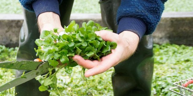Werner Stirnimann und sein Team ernten die Brunnenkresse ganzjährig. Auch im Winter stehen sie dazu in den Bächen und schneiden den Salat mit der Rasenschere. (Bilder lid/mg)