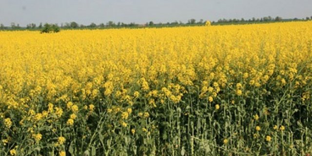 In der EU befürchtet man ein schlechtes Rapsjahr 2019. (Bild BauernZeitung.de)