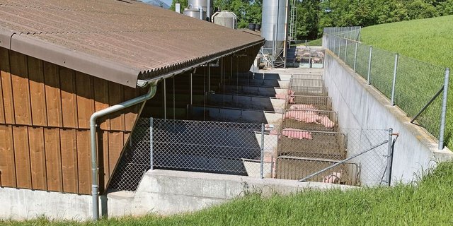 Eine korrekte Abzäunung der Schweineausläufe ist eine der wichtigste Schutzmassnahme gegen Seuchen, eine entsprechende Versicherung fällt nun aber weg.