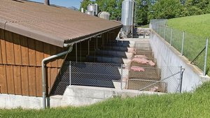 Eine korrekte Abzäunung der Schweineausläufe ist eine der wichtigste Schutzmassnahme gegen Seuchen, eine entsprechende Versicherung fällt nun aber weg.