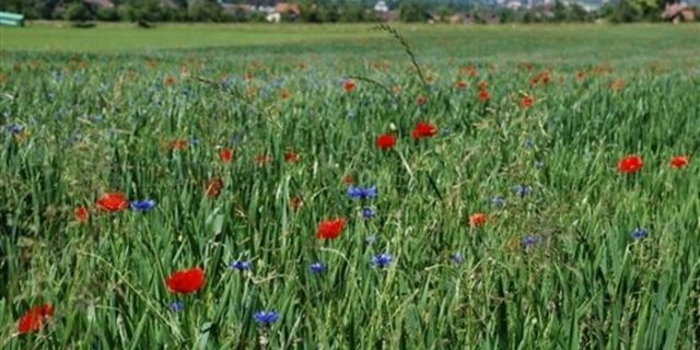Biodiversität ist ohne Abstriche bei der Nahrungsmittelproduktion möglich. (Bild Jeanne Woodtli)